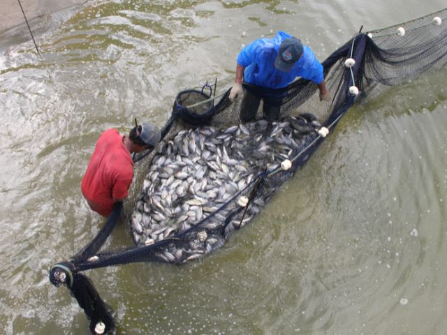 SC conta com mais de 30 mil produtores de peixes – Foto: Kathia Cardoso