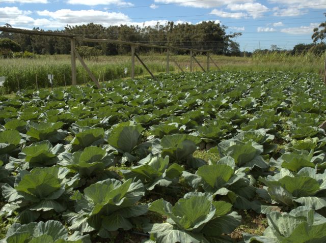 Foto: Aires Mariga/Epagri