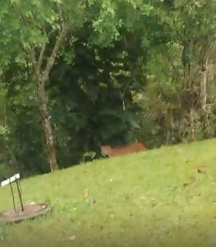 Foto e vídeos: Reprodução Redes Sociais