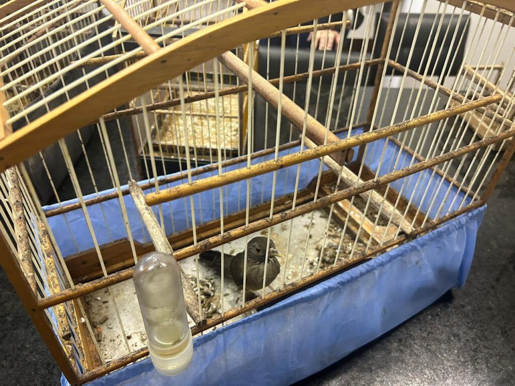 Fotos: Divulgação PMSC