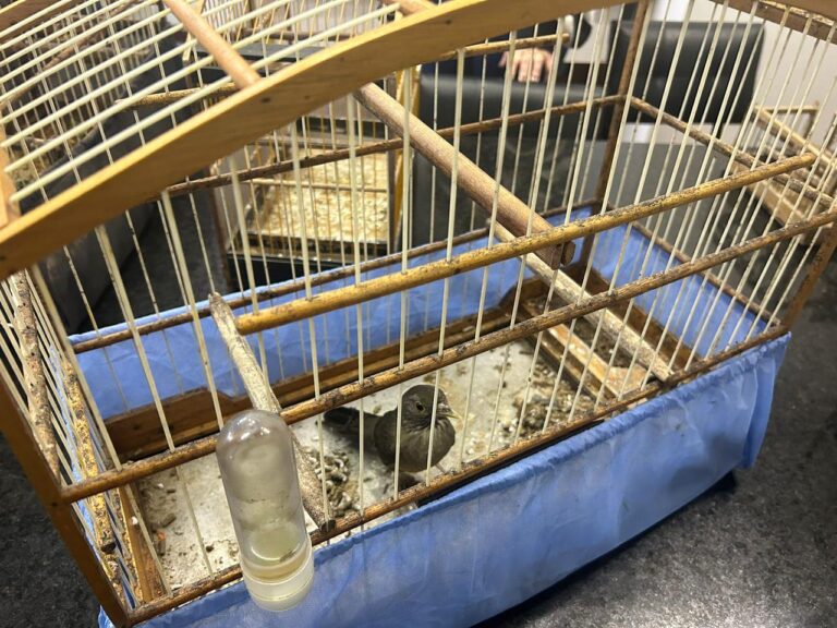 Fotos: Divulgação PMSC