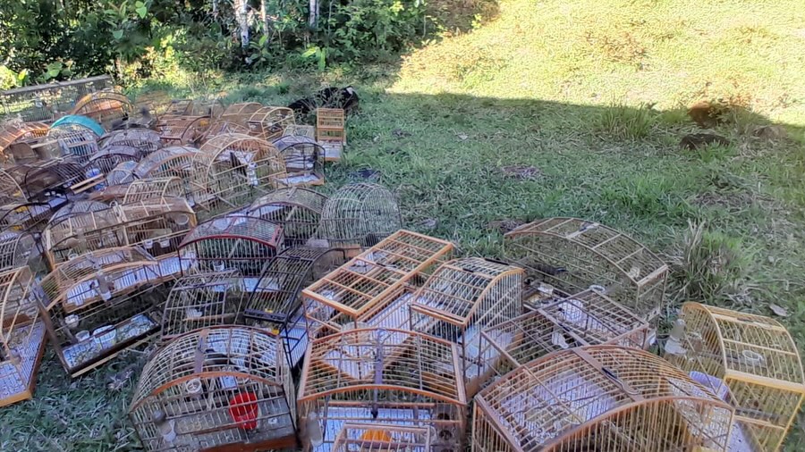 Fotos: Divulgação PMSC Ambiental